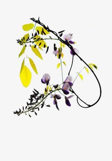 水彩紫藤花免抠