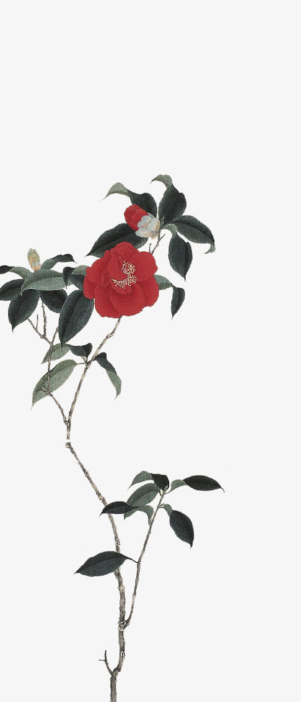 手绘中国风山茶免抠