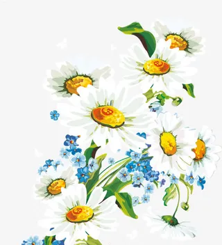 野菊花免抠