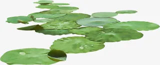 一片荷叶免抠