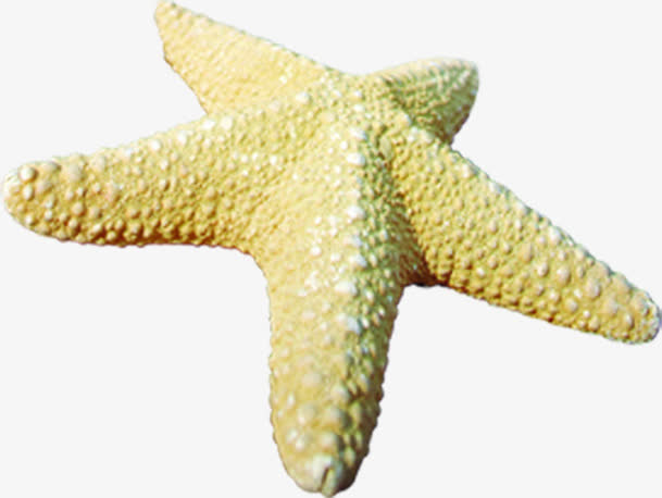 海星夏日卡通海星免抠