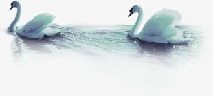 高清海上天鹅装饰免抠