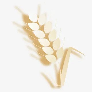 小满麦子素材免抠 小满麦子素材免抠