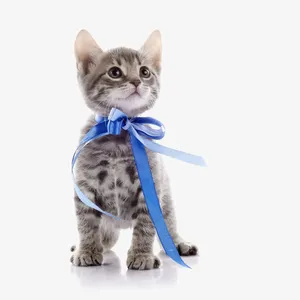 戴着蝴蝶结的猫咪免抠