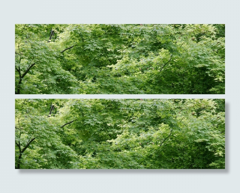 枫叶林背景高清