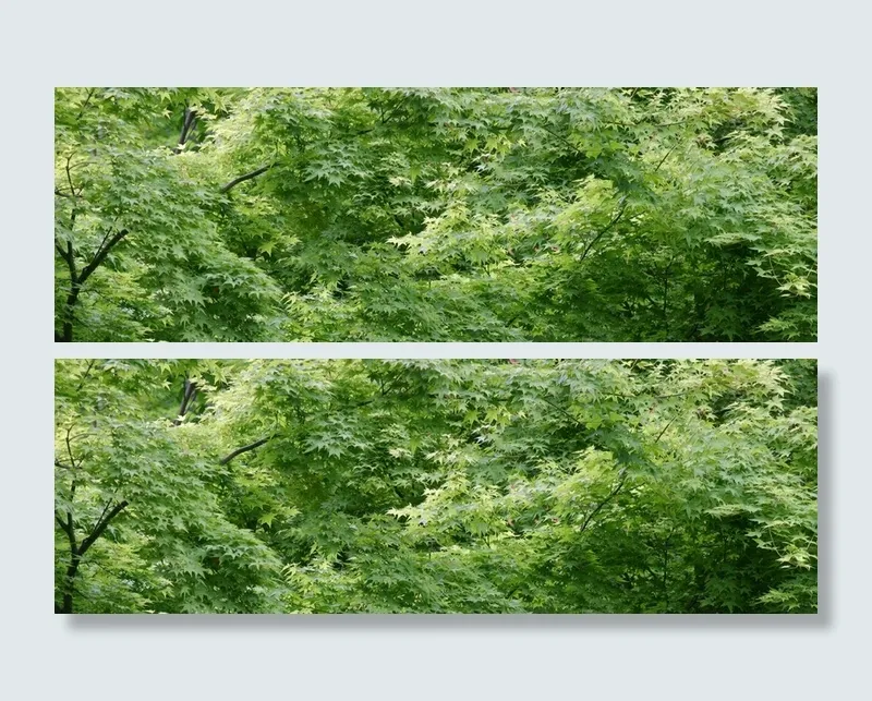 枫叶林背景高清