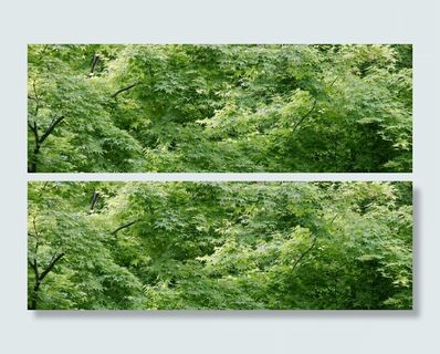 枫叶林背景高清