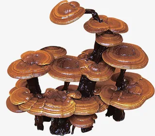 中药灵芝中医医疗免抠