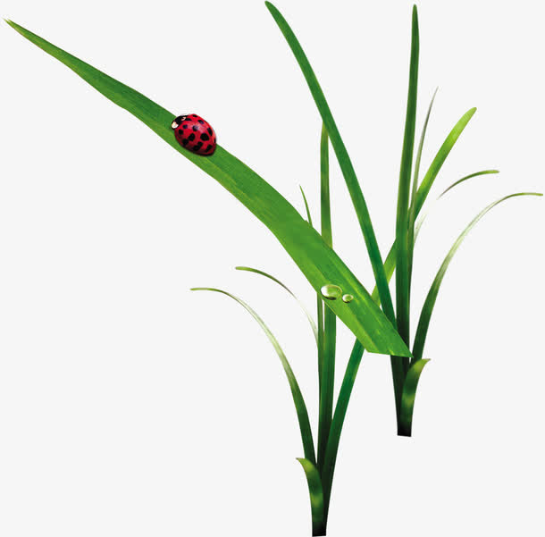 春天绿叶水滴昆虫装饰免抠