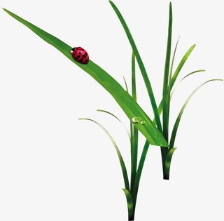 春天绿叶水滴昆虫装饰免抠