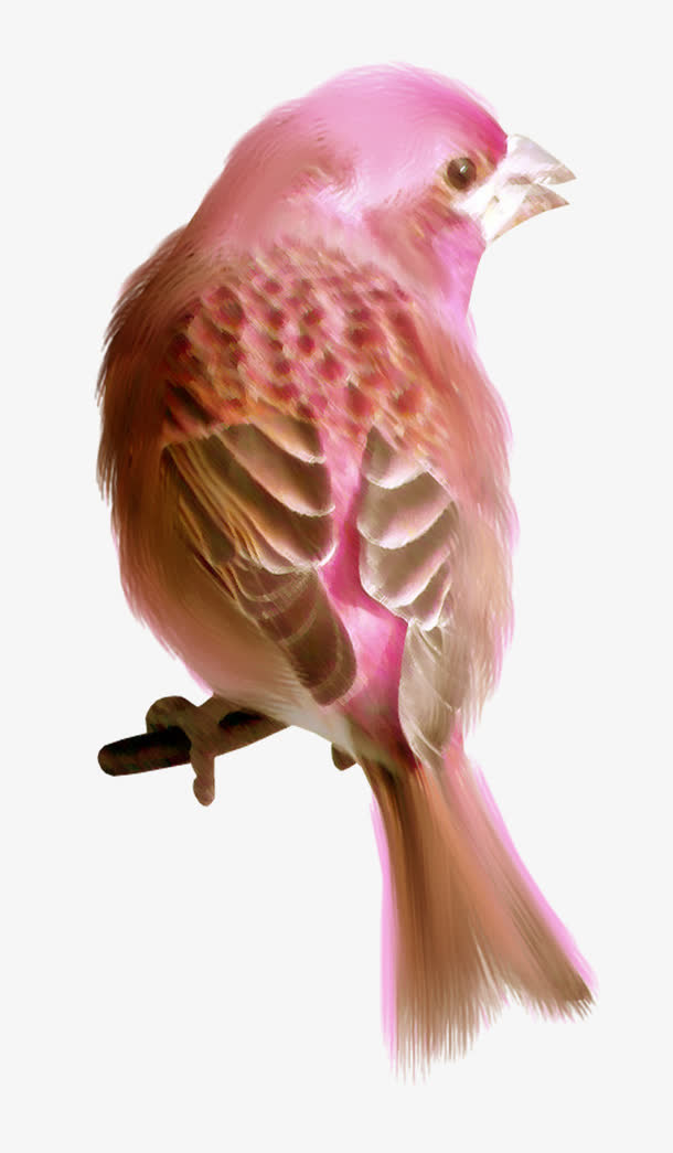 珍珠鸟免抠