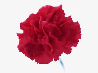 红色康乃馨花朵免抠