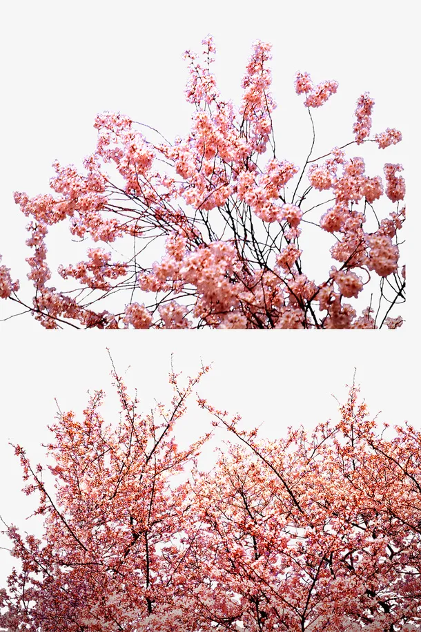 粉色桃花林免抠