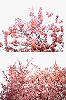 粉色桃花林免抠 粉色桃花林免抠