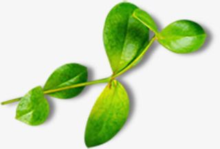 卡通绿色树枝素材免抠