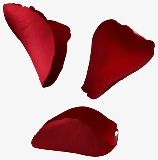 粉色花瓣素材椭圆花瓣免抠