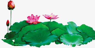 中秋节高清荷叶荷花免抠