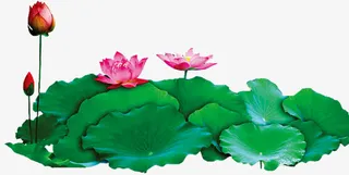 中秋节高清荷叶荷花免抠