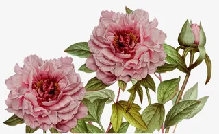 粉色盛开花朵绿色手绘免抠