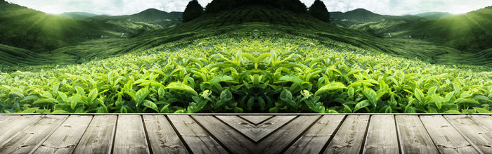 清新茶园背景高清