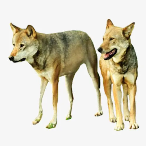 狼免抠