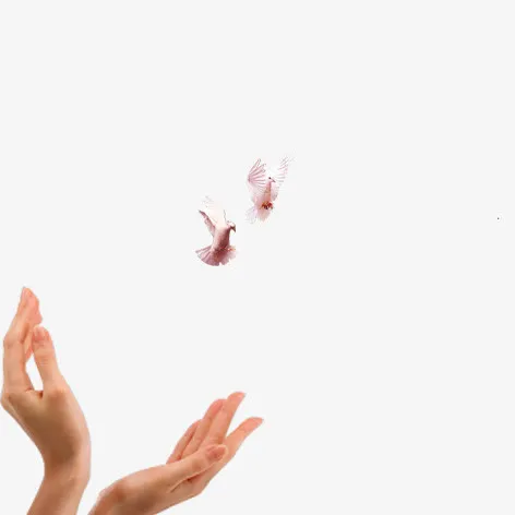 放飞白鸽免抠