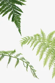 绿色叶片免抠 绿色叶片免抠