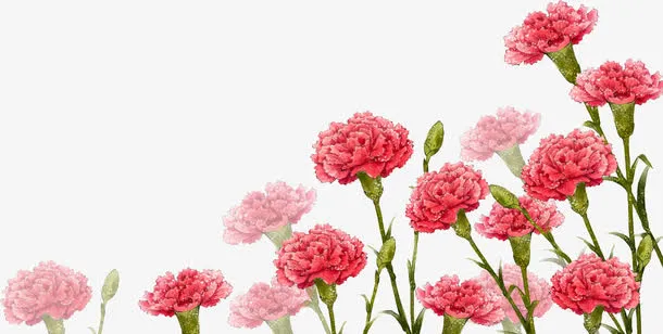 红色康乃馨手绘花朵免抠