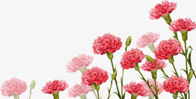 红色康乃馨手绘花朵免抠