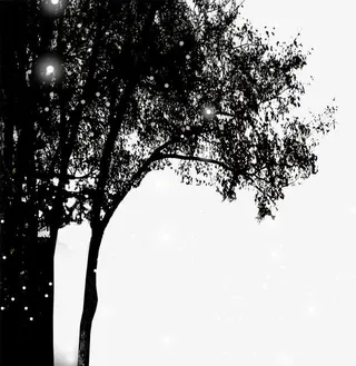 夜晚大树星光免抠