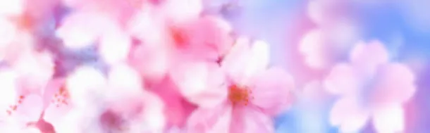 唯美花瓣淘宝女装banner背景