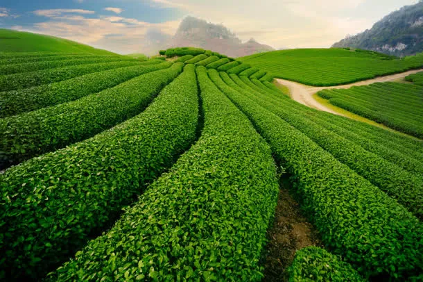 茶园绿色植物夕阳免抠背景摄影风景元素