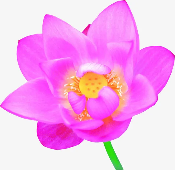 盛开的花免抠