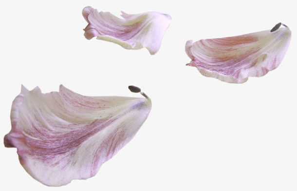心形花瓣花瓣飘落素材免抠