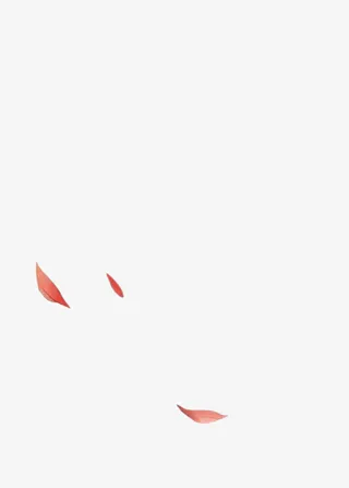 荷花花瓣背景图片