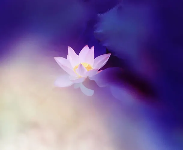 梦幻荷花免抠
