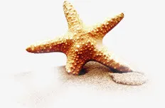 高清活动夏日海边海星摄影免抠