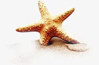 高清活动夏日海边海星摄影免抠
