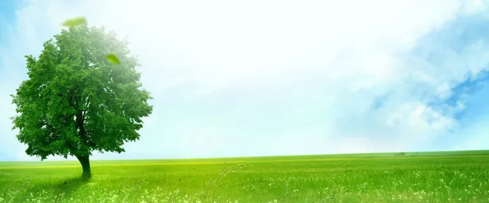 清新健康绿色草地背景高清