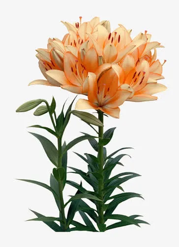 手绘菊花免抠
