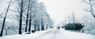 唯美冬天树干雪景海报背景图高清