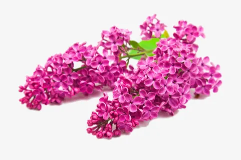 高清风信子免抠