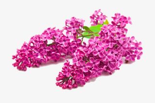 高清风信子免抠