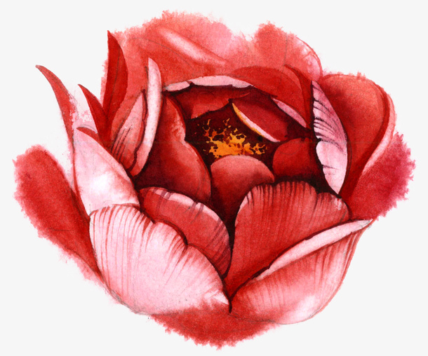 橘红色玫瑰花免抠