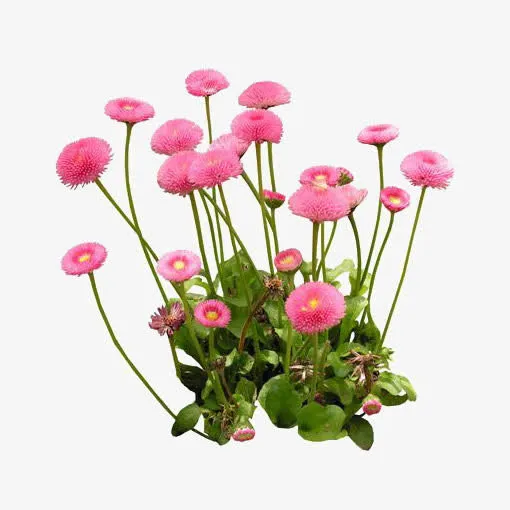 粉色小花免抠