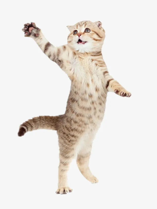 站立的猫咪免抠