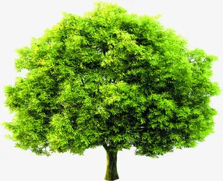 春天大树景观美景茂密免抠