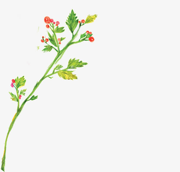 创意元素草本植物彩绘风格免抠