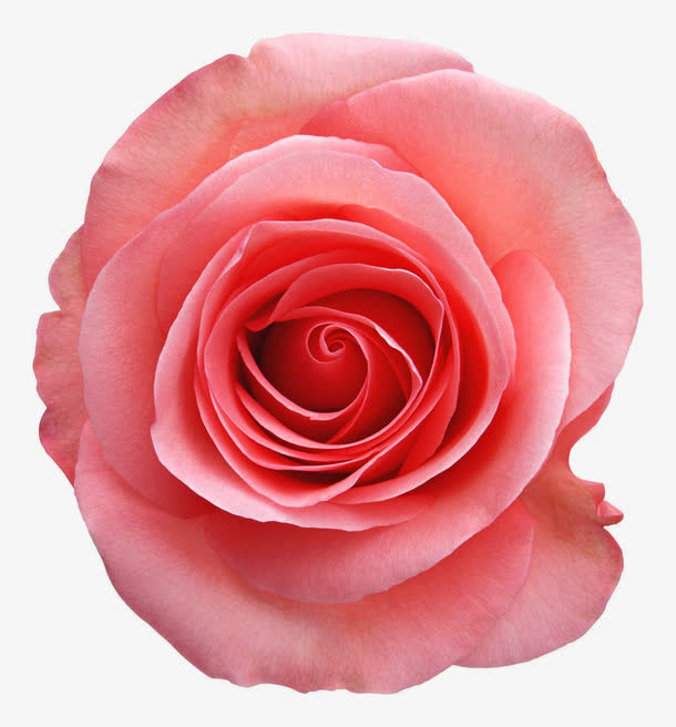 花卉免抠