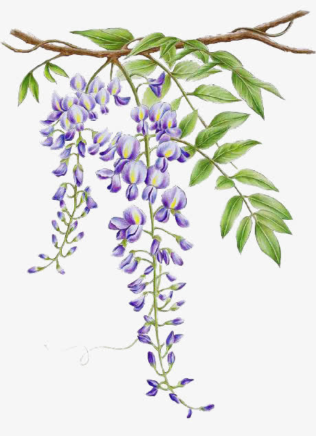 手绘紫藤花素材免抠